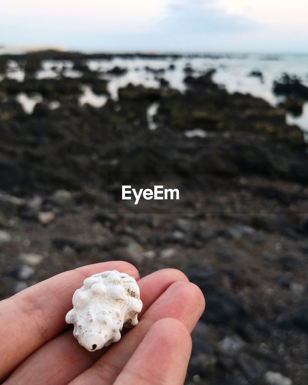 Close-up of cropped hand holding seashell