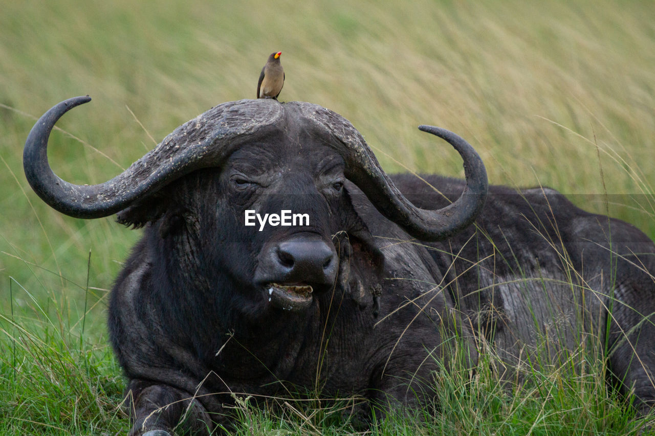 Portrait of buffalo with bird on its head