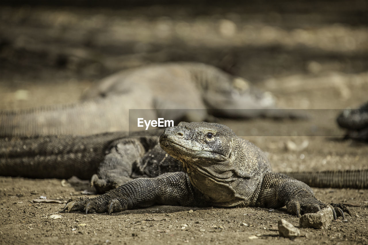 CLOSE-UP OF TURTLE