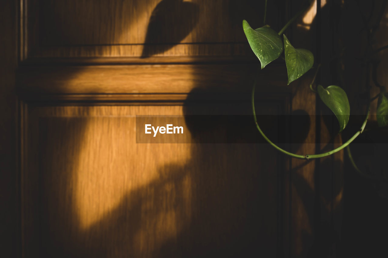 Close-up of potted plant against wooden wall