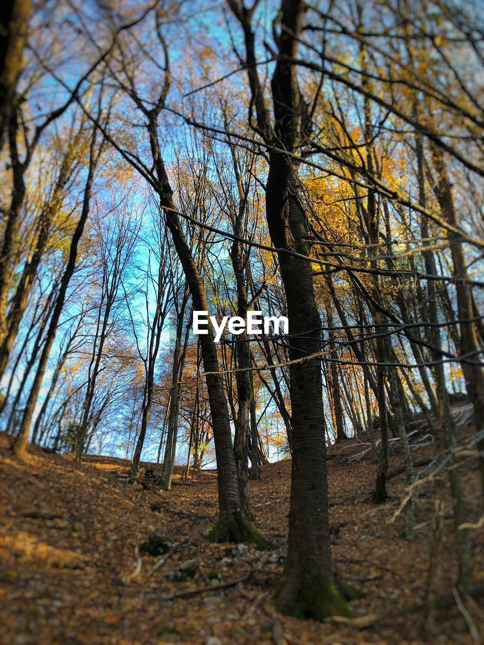 VIEW OF BARE TREES IN FOREST