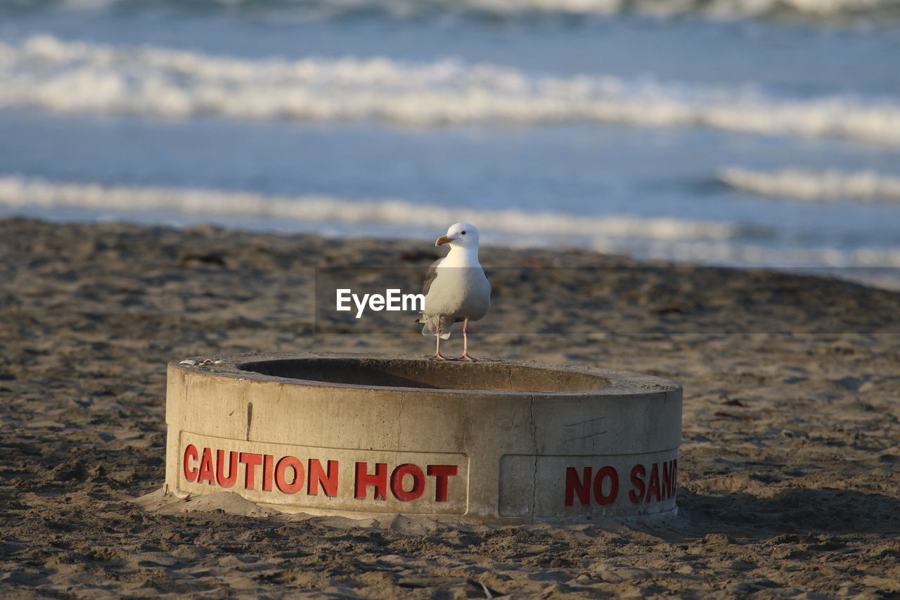 Seagull perching on concrete pipe with text at beach