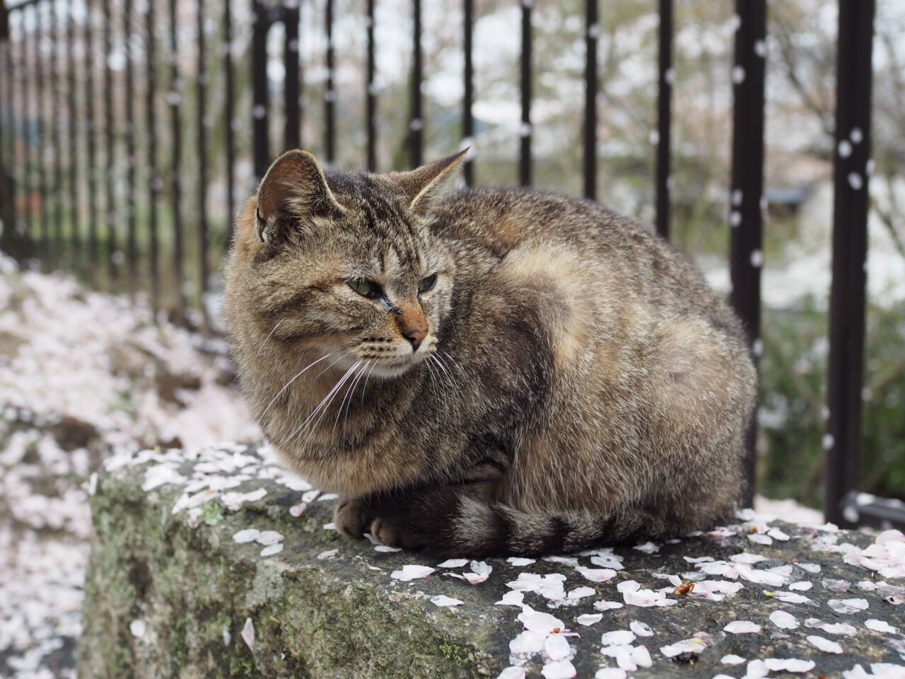 PORTRAIT OF CAT