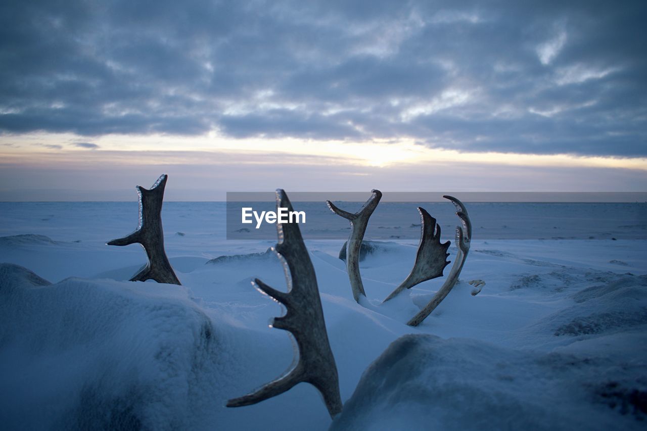 Caribou antlers on snow covered land against sky during sunset