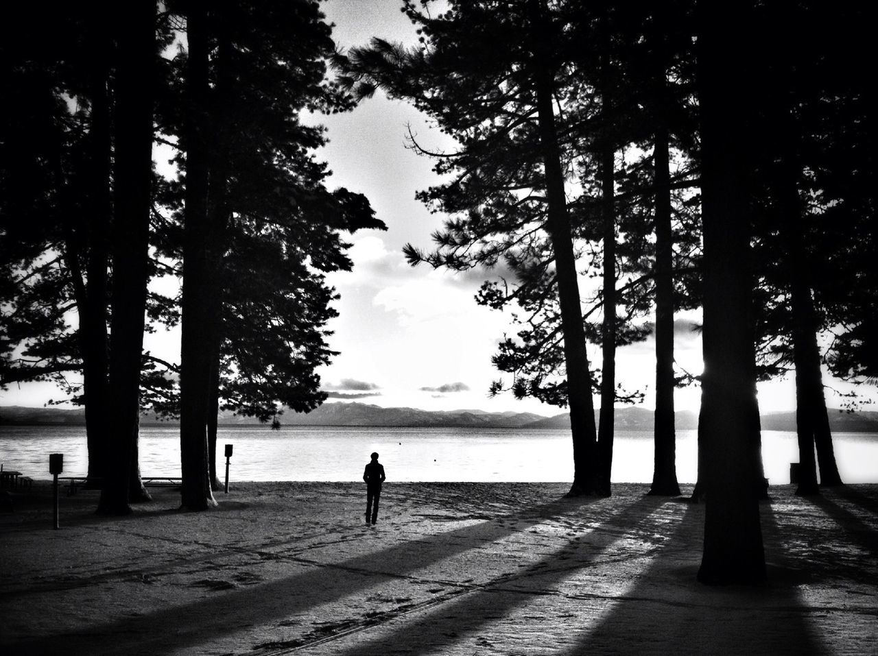 REAR VIEW OF SILHOUETTE TREES ON BEACH