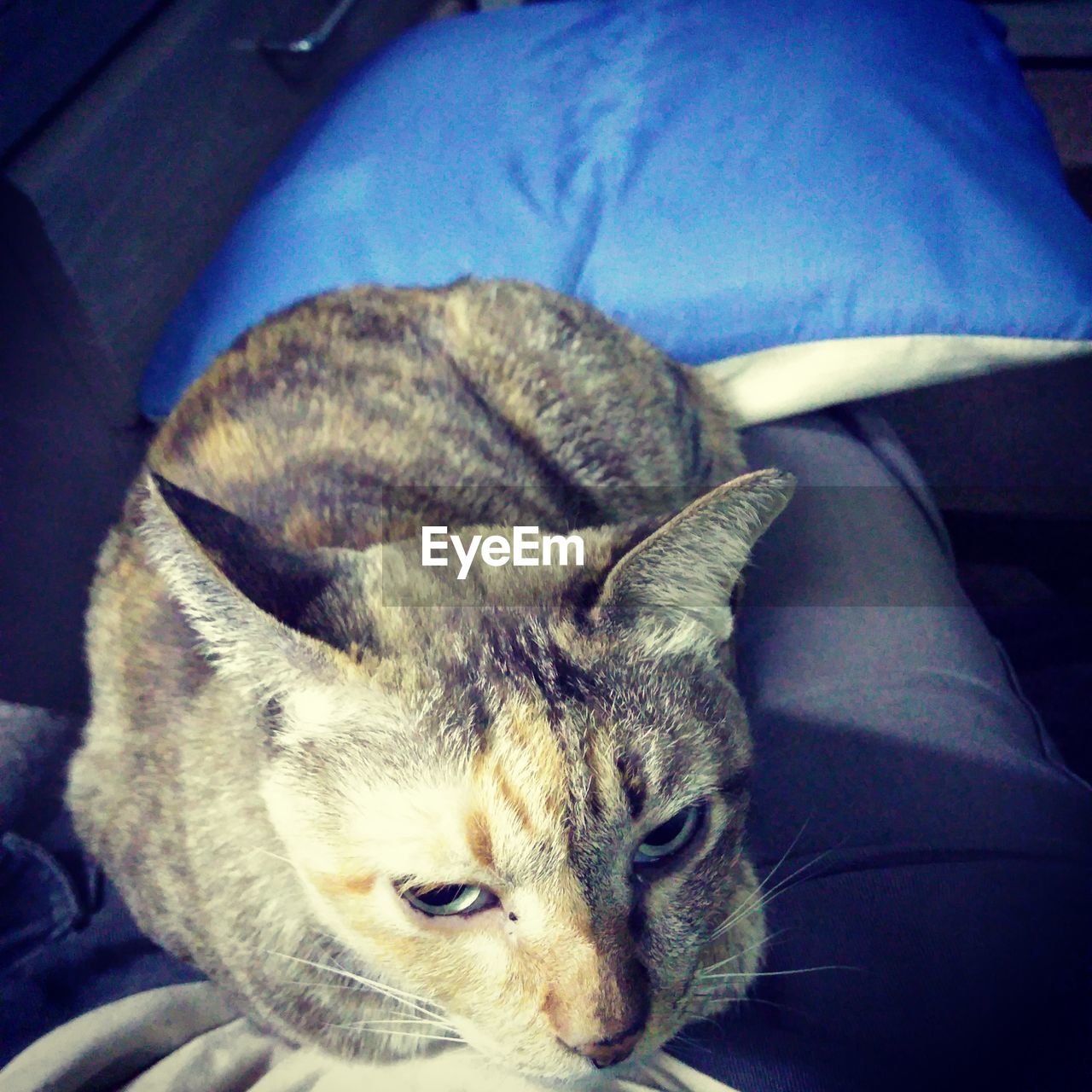 CLOSE-UP OF CAT SITTING ON FLOOR