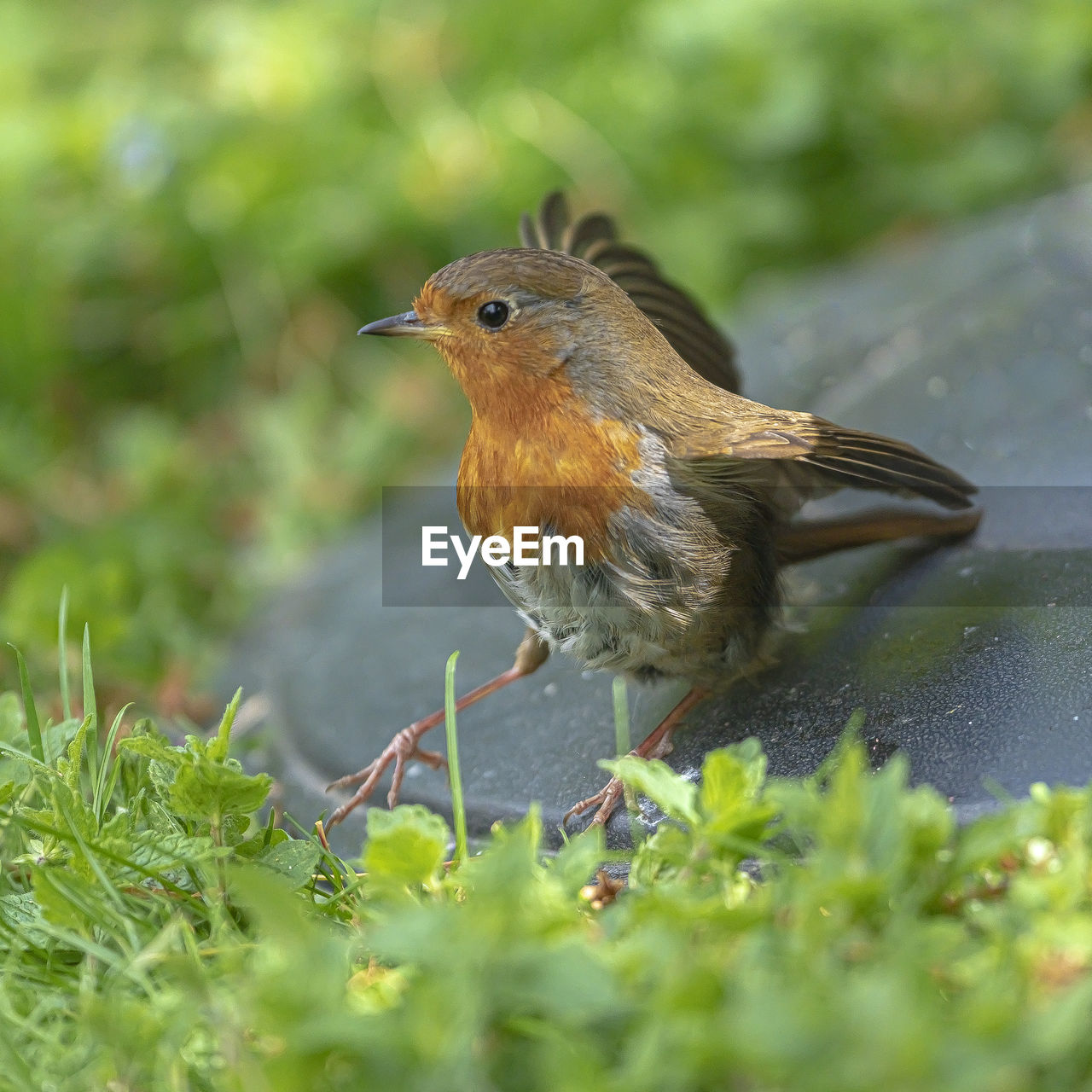 CLOSE-UP OF A BIRD