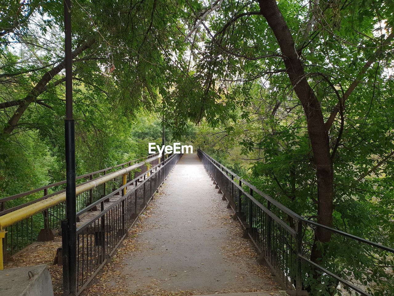 FOOTBRIDGE IN FOREST