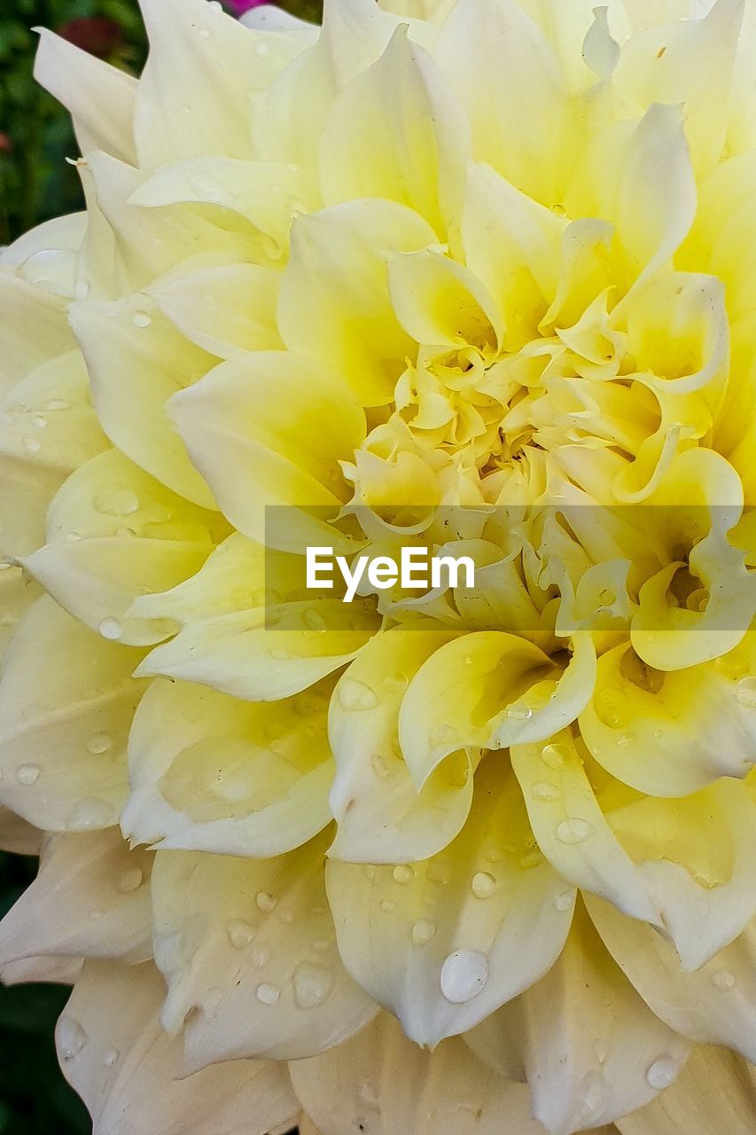 CLOSE-UP OF YELLOW FLOWERING PLANT WITH WATER DROPS
