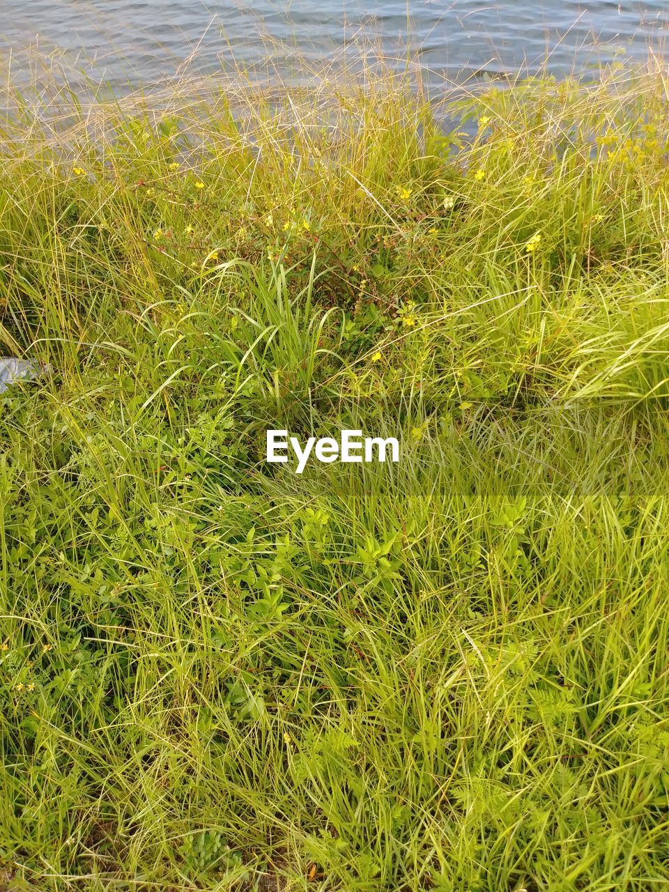 HIGH ANGLE VIEW OF GRASS ON FIELD