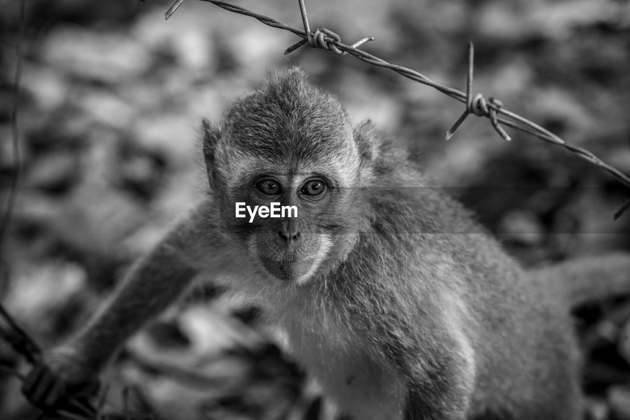 High angle view of monkey by barbed wire