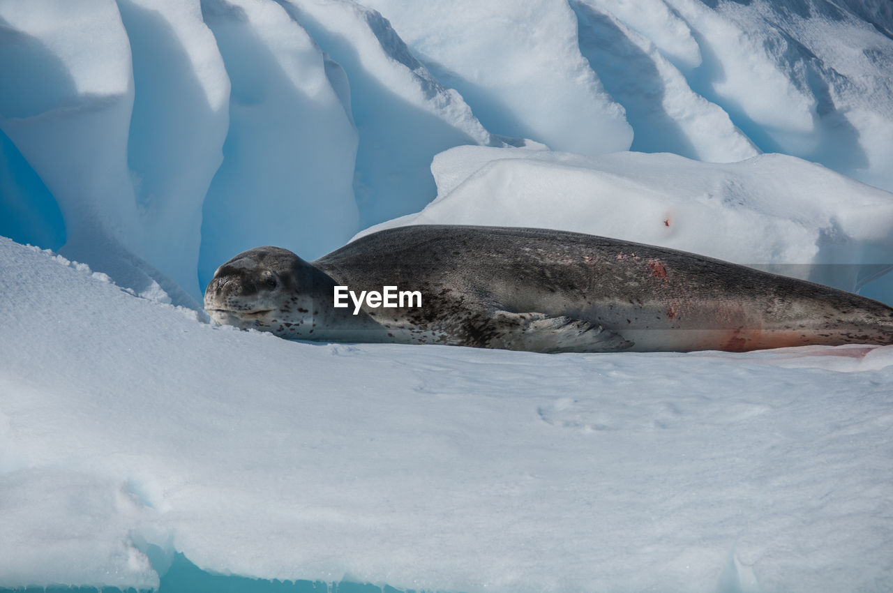 Crabeater seal on iceberg