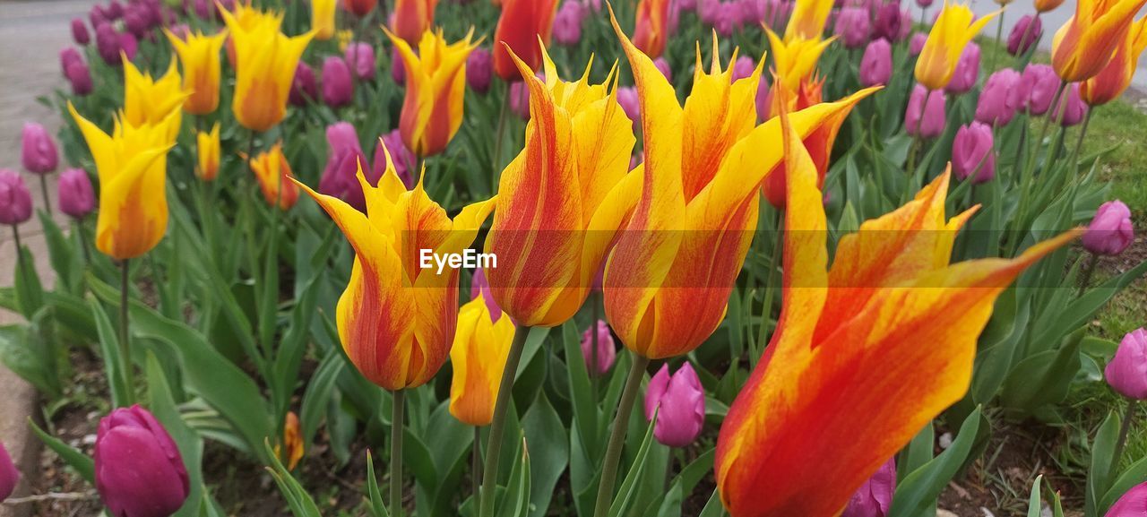 flowering plant, flower, plant, freshness, beauty in nature, fragility, growth, petal, inflorescence, flower head, tulip, close-up, nature, yellow, multi colored, no people, field, day, springtime, land, botany, green, flowerbed, outdoors, purple, vibrant color, blossom, crocus, focus on foreground