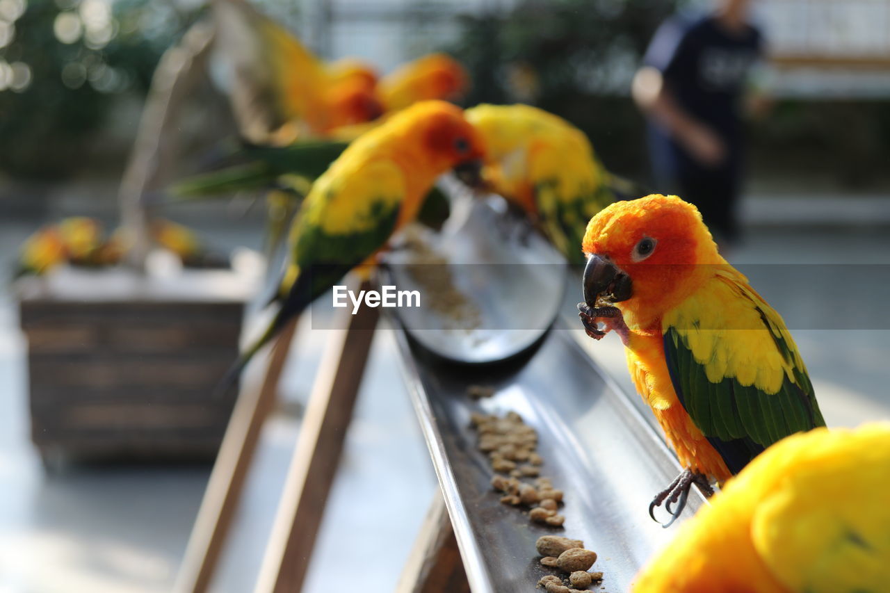 Close-up of parrot perching