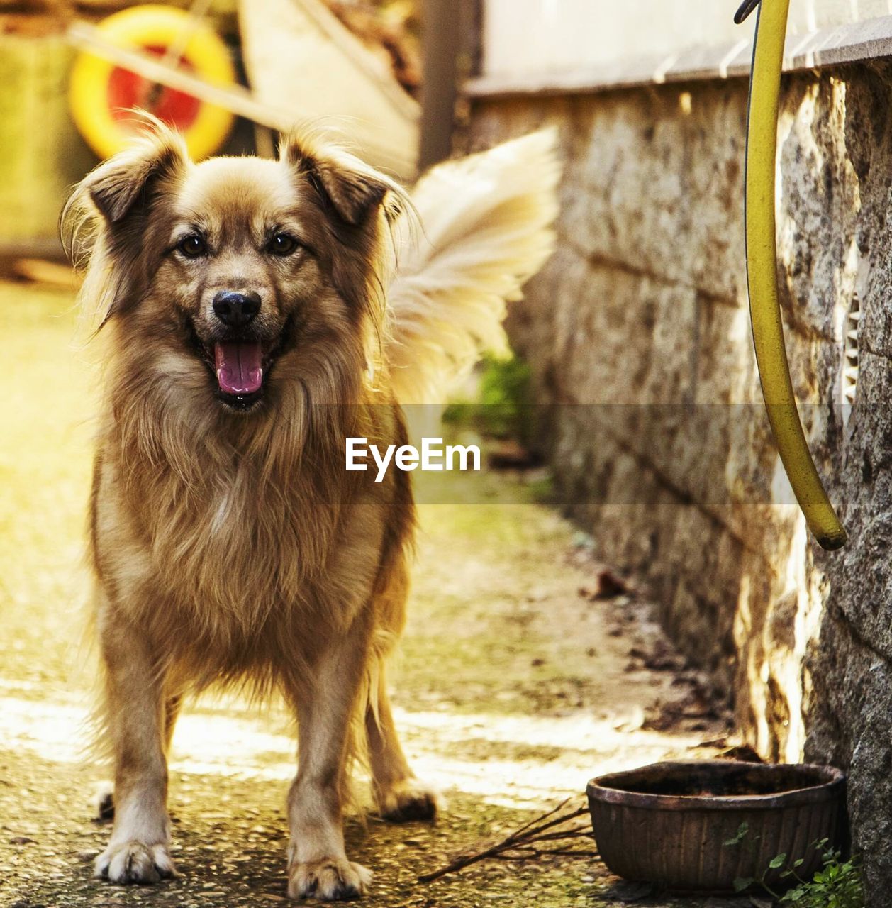 PORTRAIT OF DOG OUTDOORS