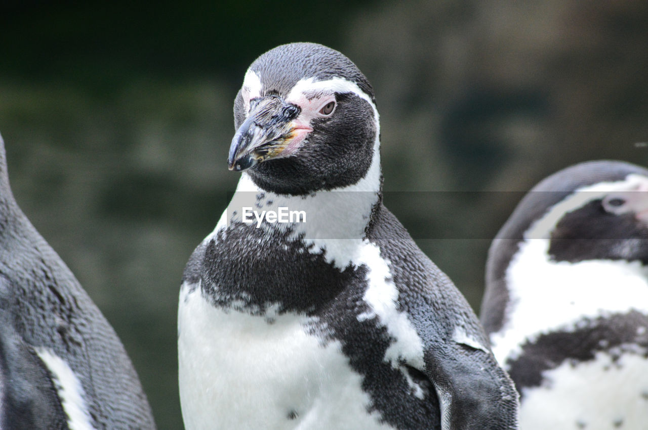 Close-up of penguin against blurred background