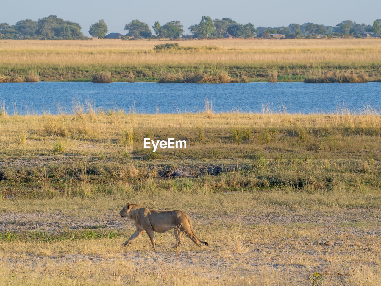 Lion walking in front of chobe river at chobe river national park, botswana