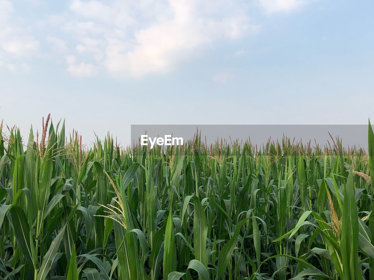 Sugar cane  growing on field against sky