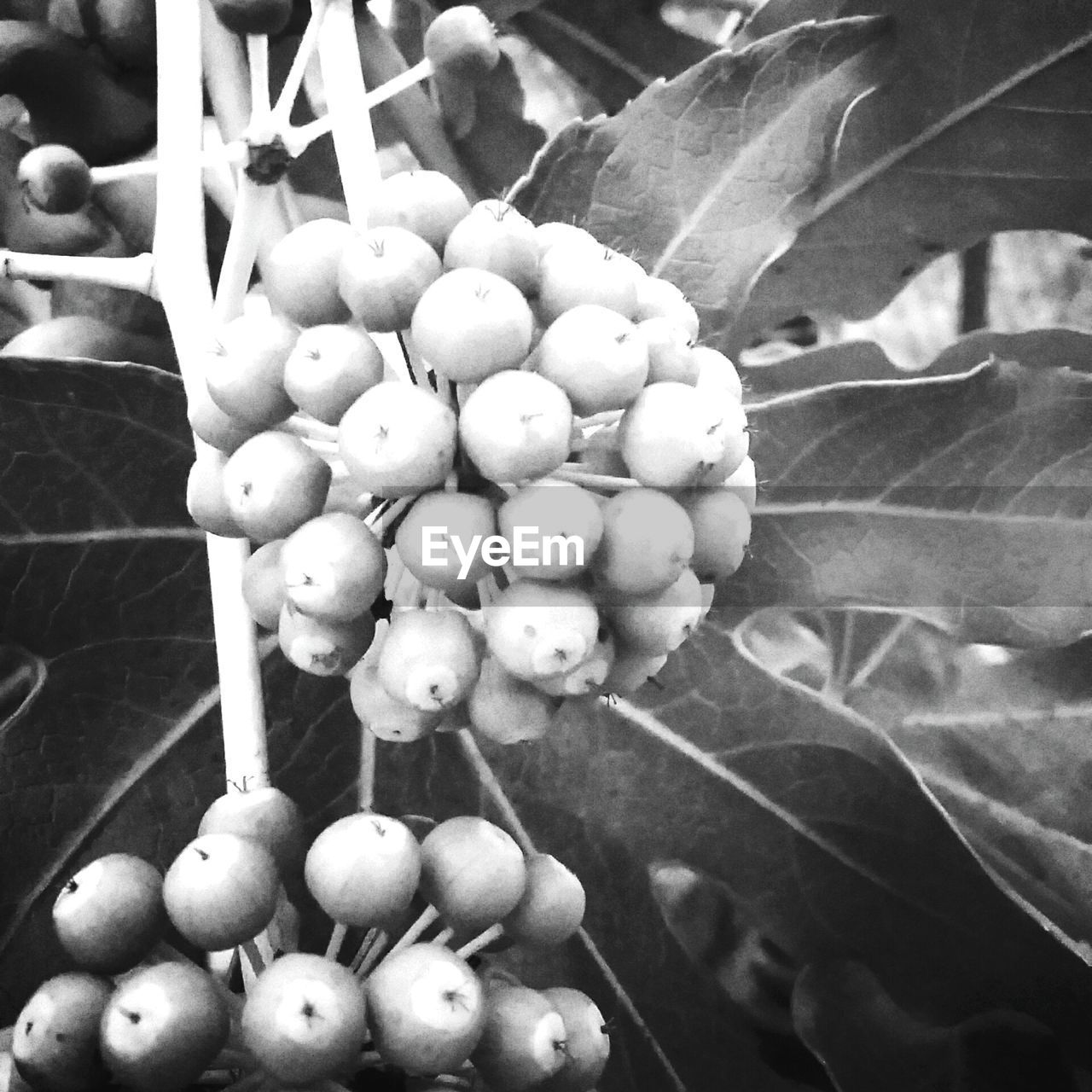 CLOSE-UP OF FRUITS HANGING ON TREE