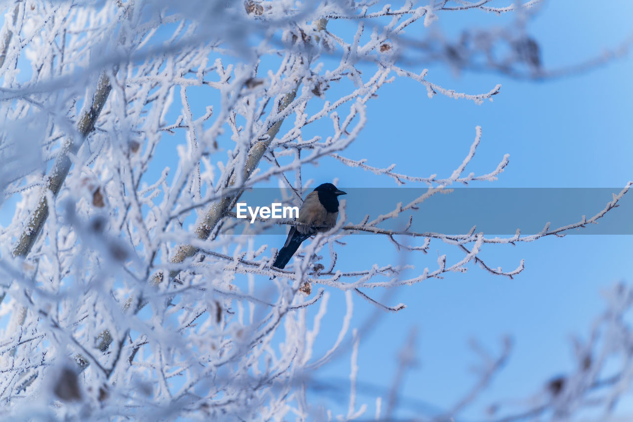 Low angle view of bird perching on tree