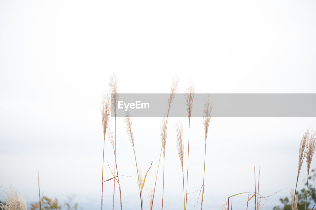 Close-up of grass against clear sky at winter