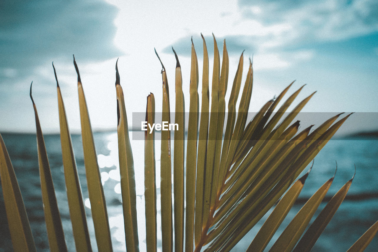 Low angle view of plants against sky