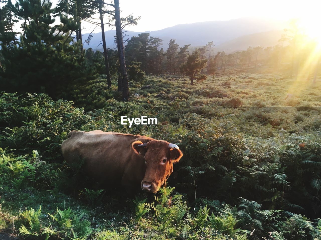 COWS ON LANDSCAPE AGAINST TREES