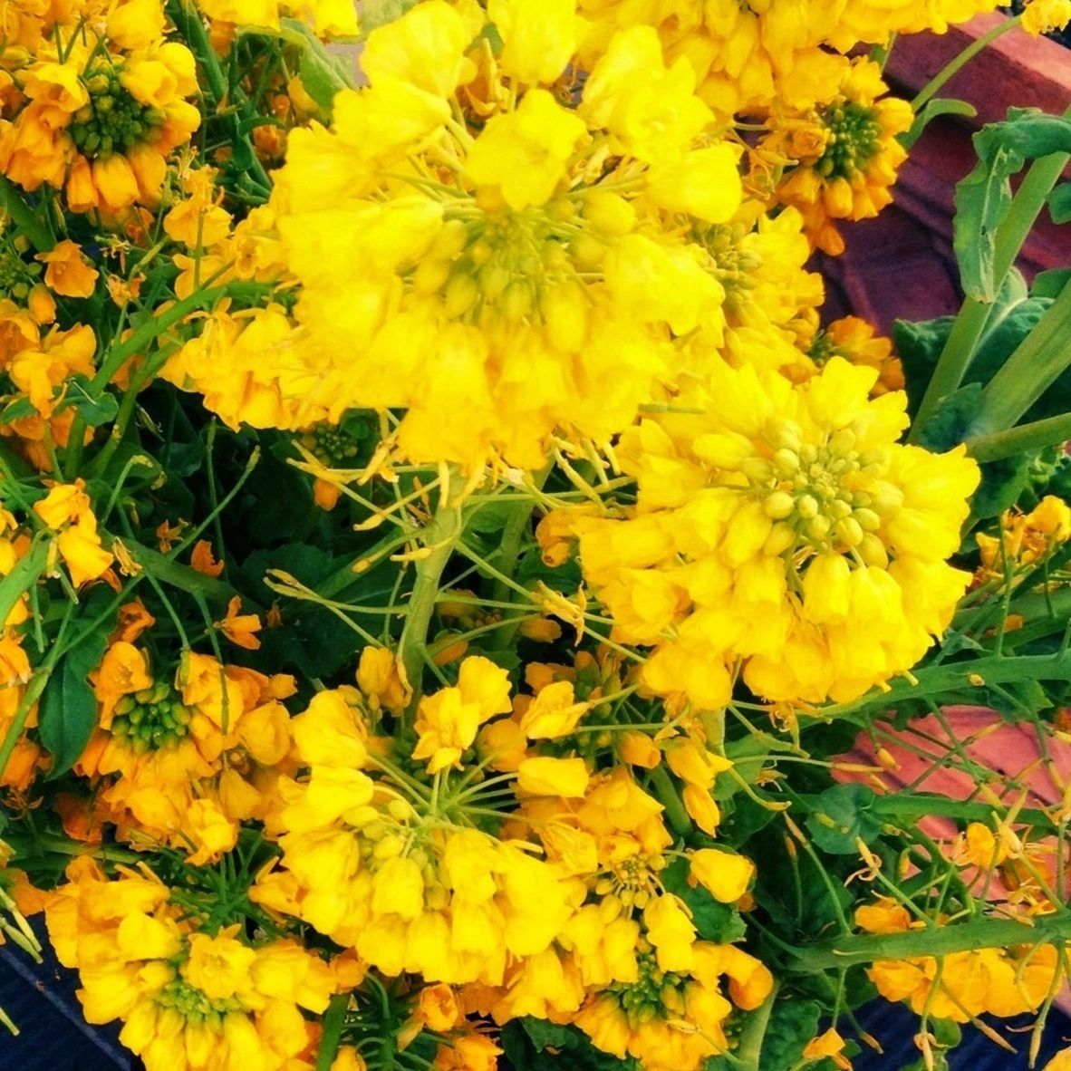 Close-up of yellow flowers