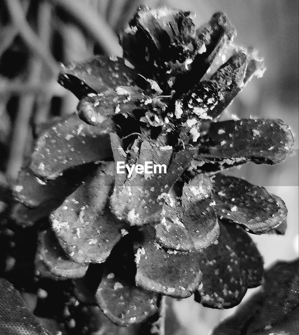 CLOSE-UP OF FLOWER ON PLANT