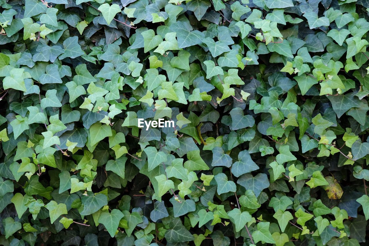 Full frame shot of ivy leaves