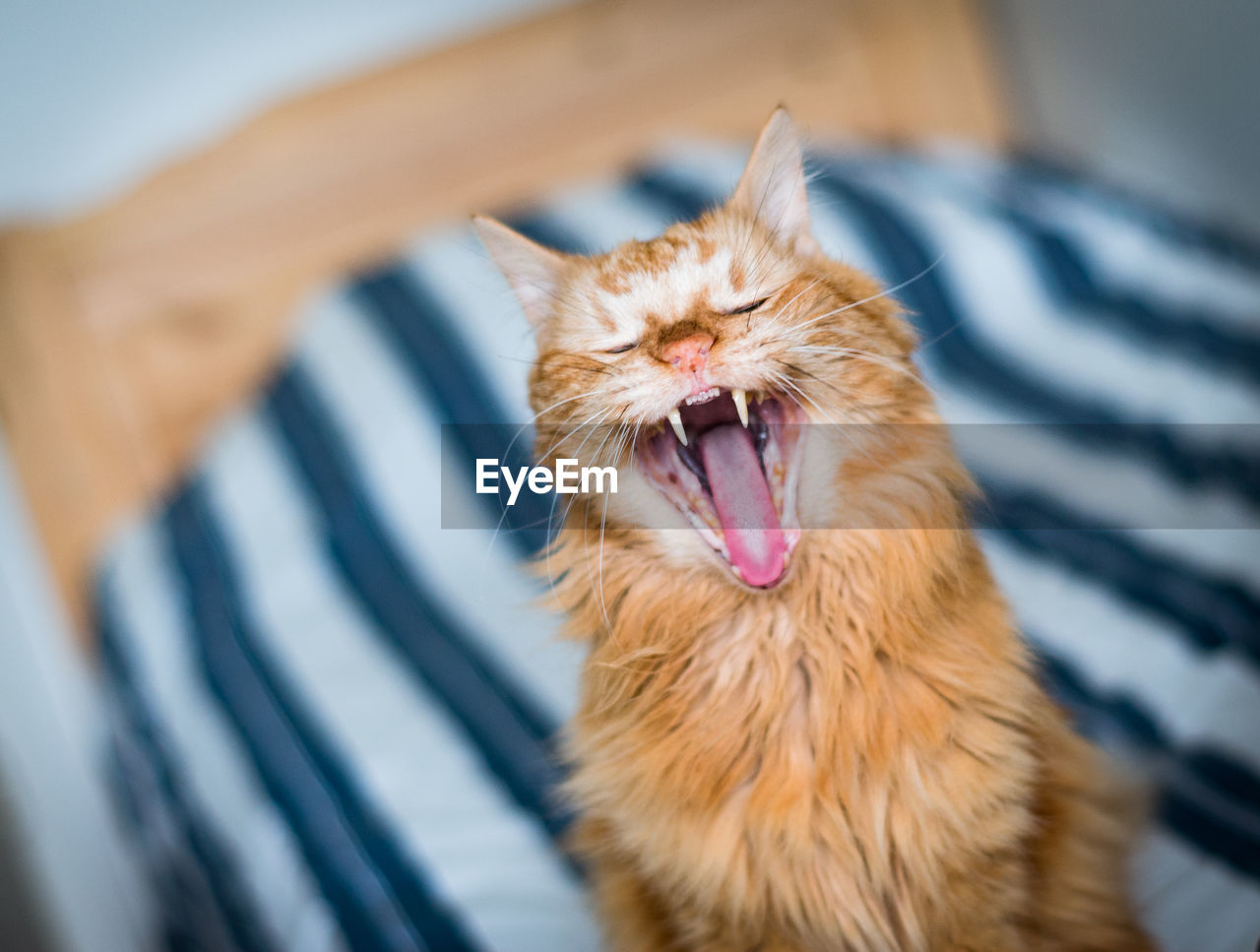 Close-up of cat yawning