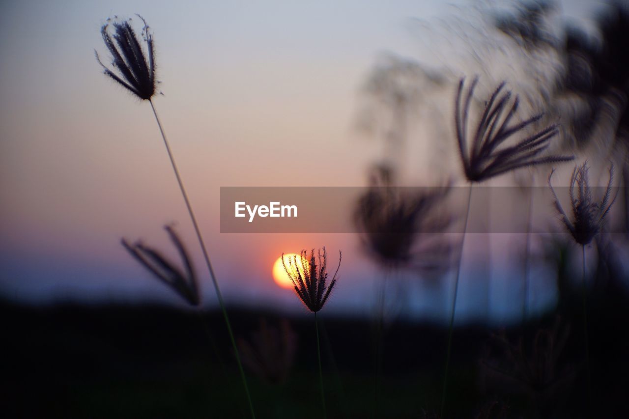 Close-up of thistle blooming on field against sky during sunset