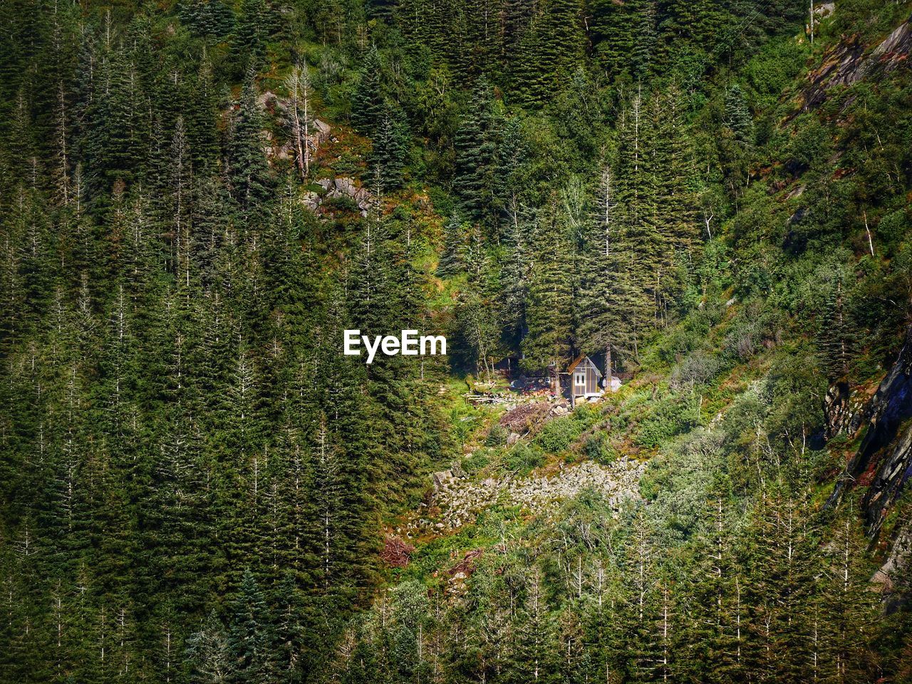 PINE TREE IN FOREST