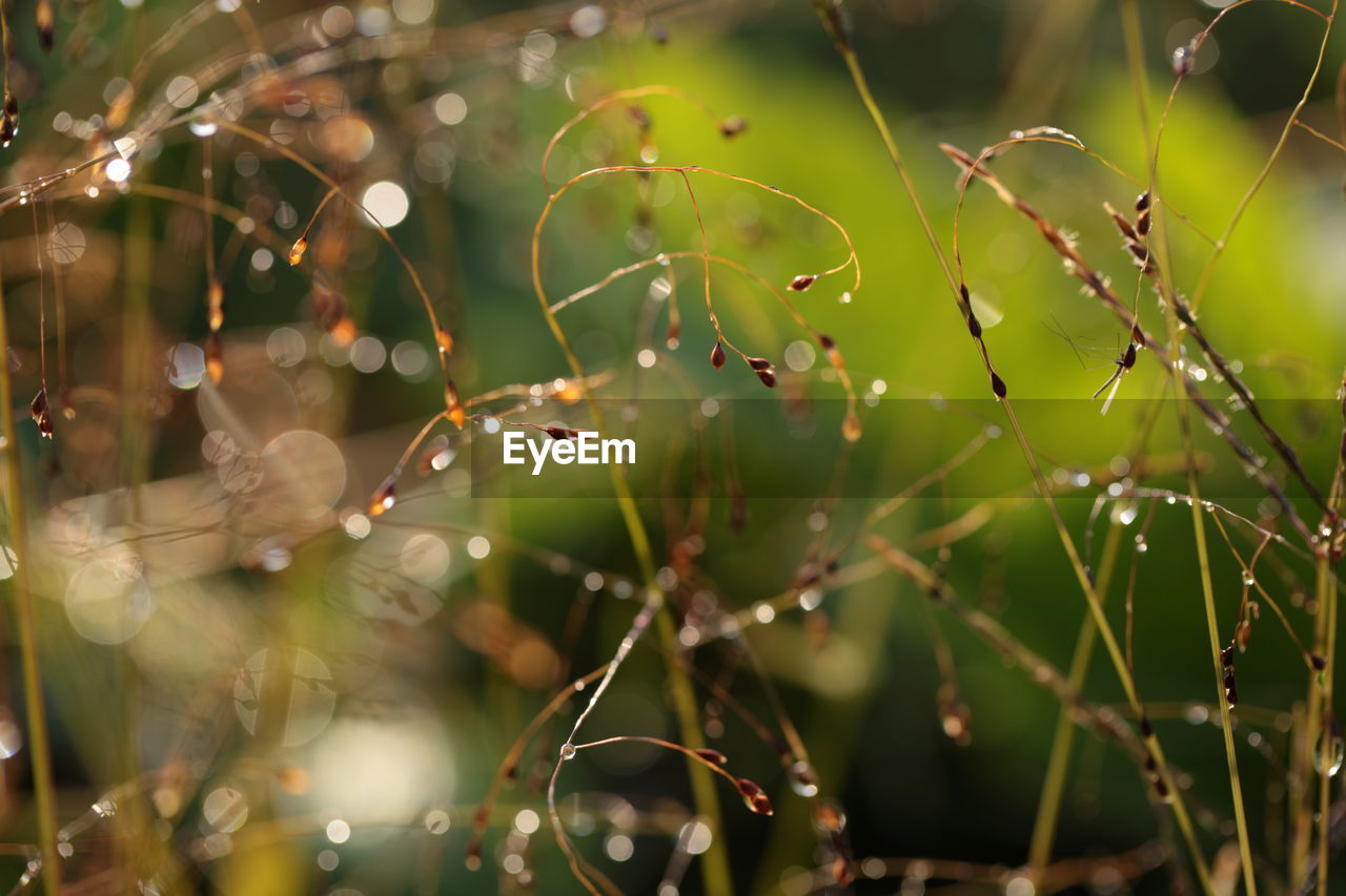 Panicum bisulcatum thunb