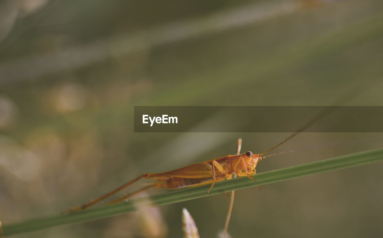 animal themes, animal wildlife, animal, wildlife, one animal, insect, macro photography, close-up, nature, focus on foreground, no people, green, day, plant stem, dragonflies and damseflies, plant, outdoors, leaf, grasshopper, animal body part, beauty in nature, selective focus, dragonfly, animal wing, wing