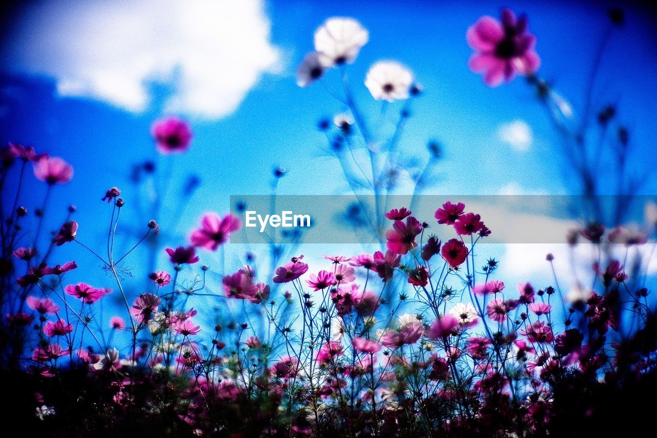 CLOSE-UP OF PINK FLOWERS AGAINST BLUE SKY