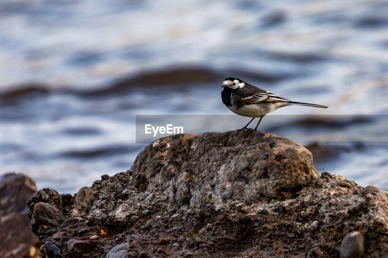 VIEW OF BIRD PERCHING ON ROCK