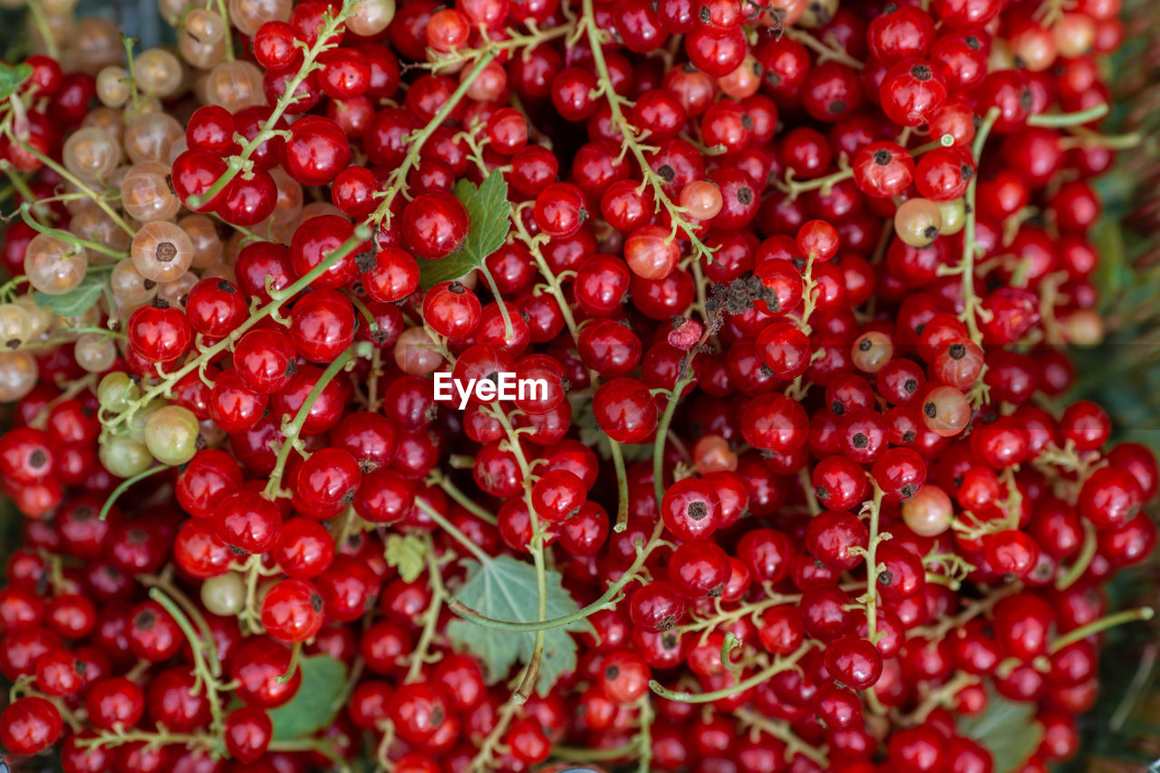 Close-up of fresh red currants