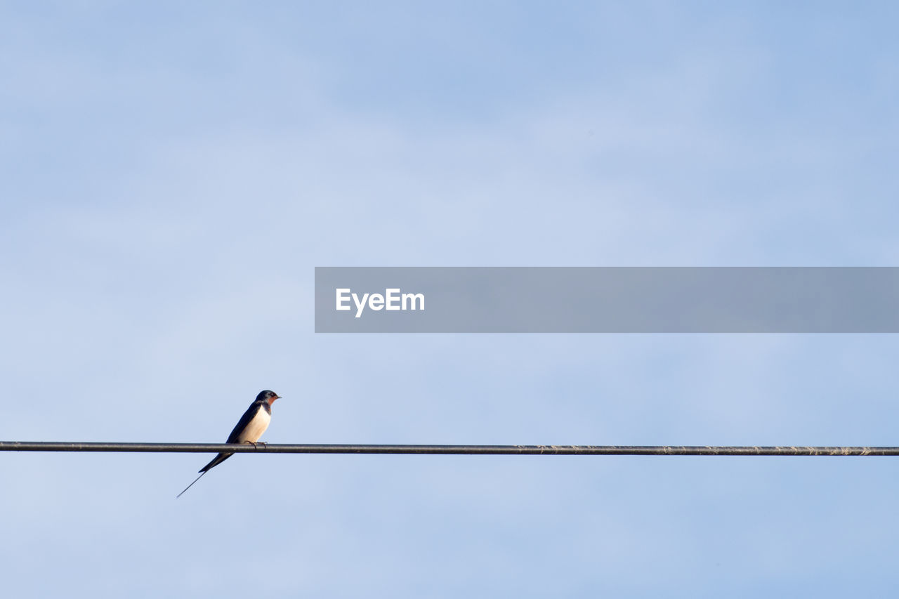 LOW ANGLE VIEW OF BIRD ON CABLE