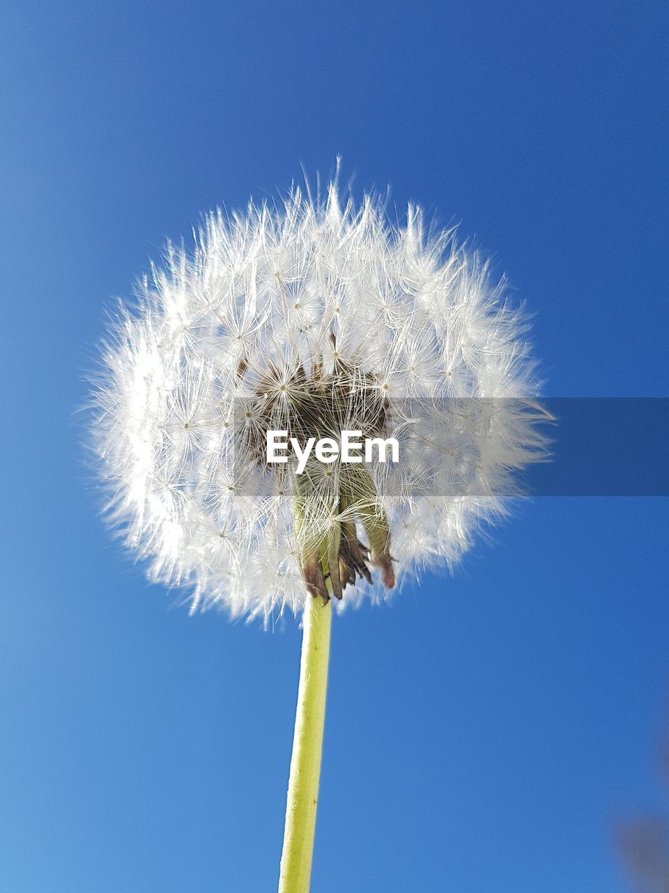 CLOSE-UP OF DANDELION AGAINST SKY