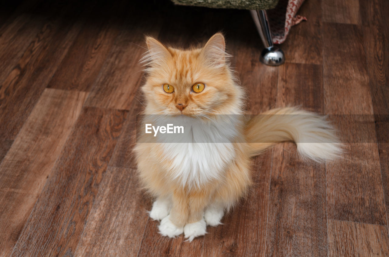 HIGH ANGLE VIEW PORTRAIT OF CAT