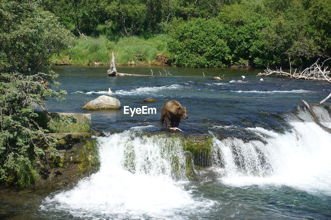 VIEW OF WATERFALL ALONG RIVER