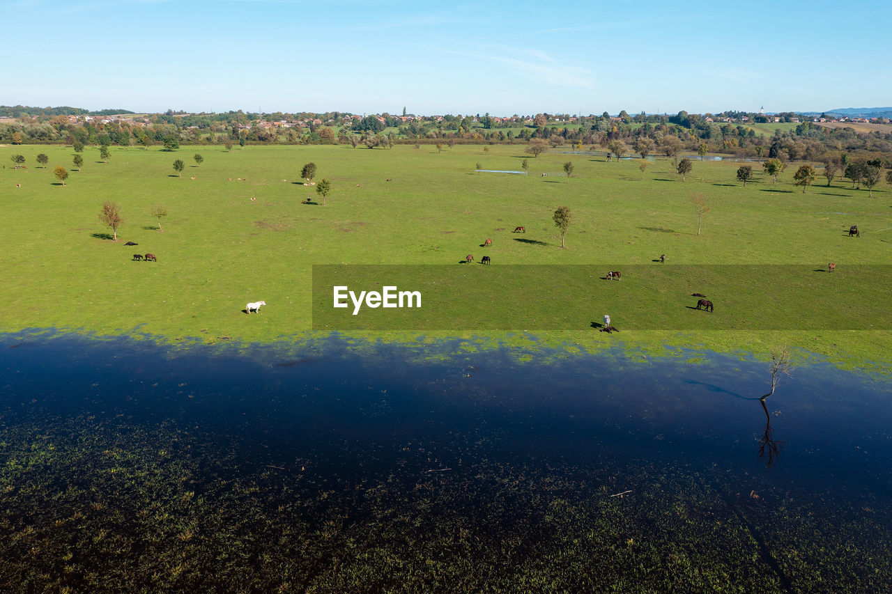 Aerial view of the flooded pasture with horses, lonjsko polje, croatia