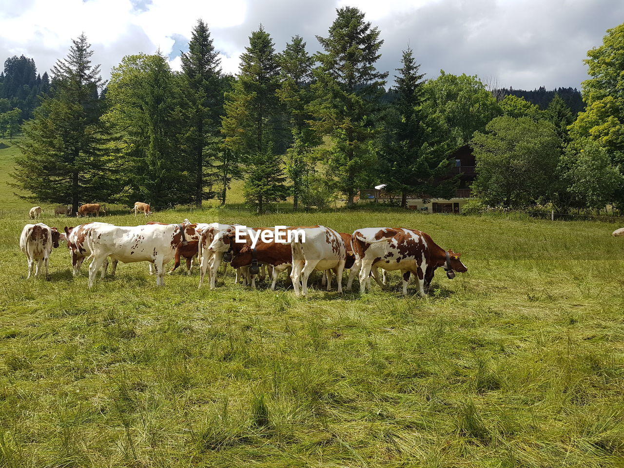 COW GRAZING ON FIELD AGAINST TREES