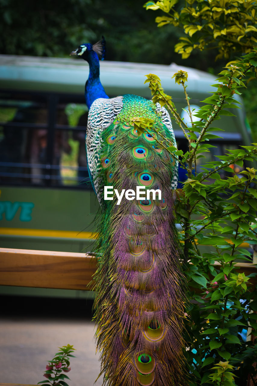 CLOSE-UP OF PEACOCK WITH FEATHERS