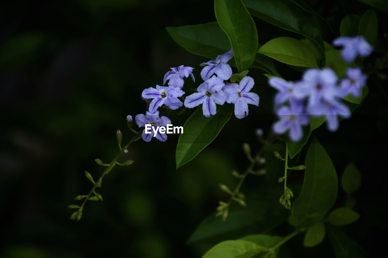 CLOSE-UP OF PURPLE FLOWERS