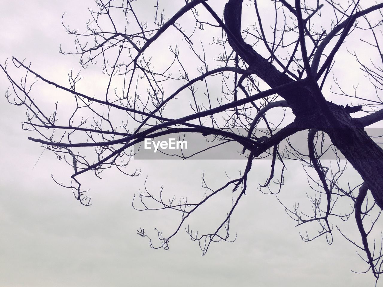 LOW ANGLE VIEW OF SILHOUETTE BARE TREES AGAINST SKY