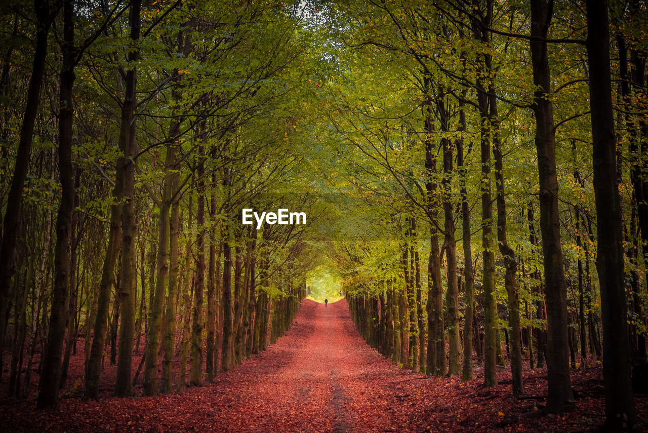 Footpath amidst trees in forest