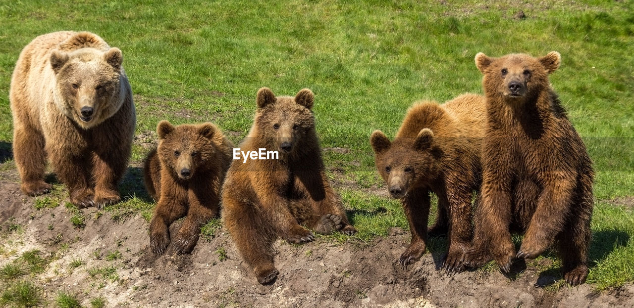 Close-up of grizzly bears on grass field