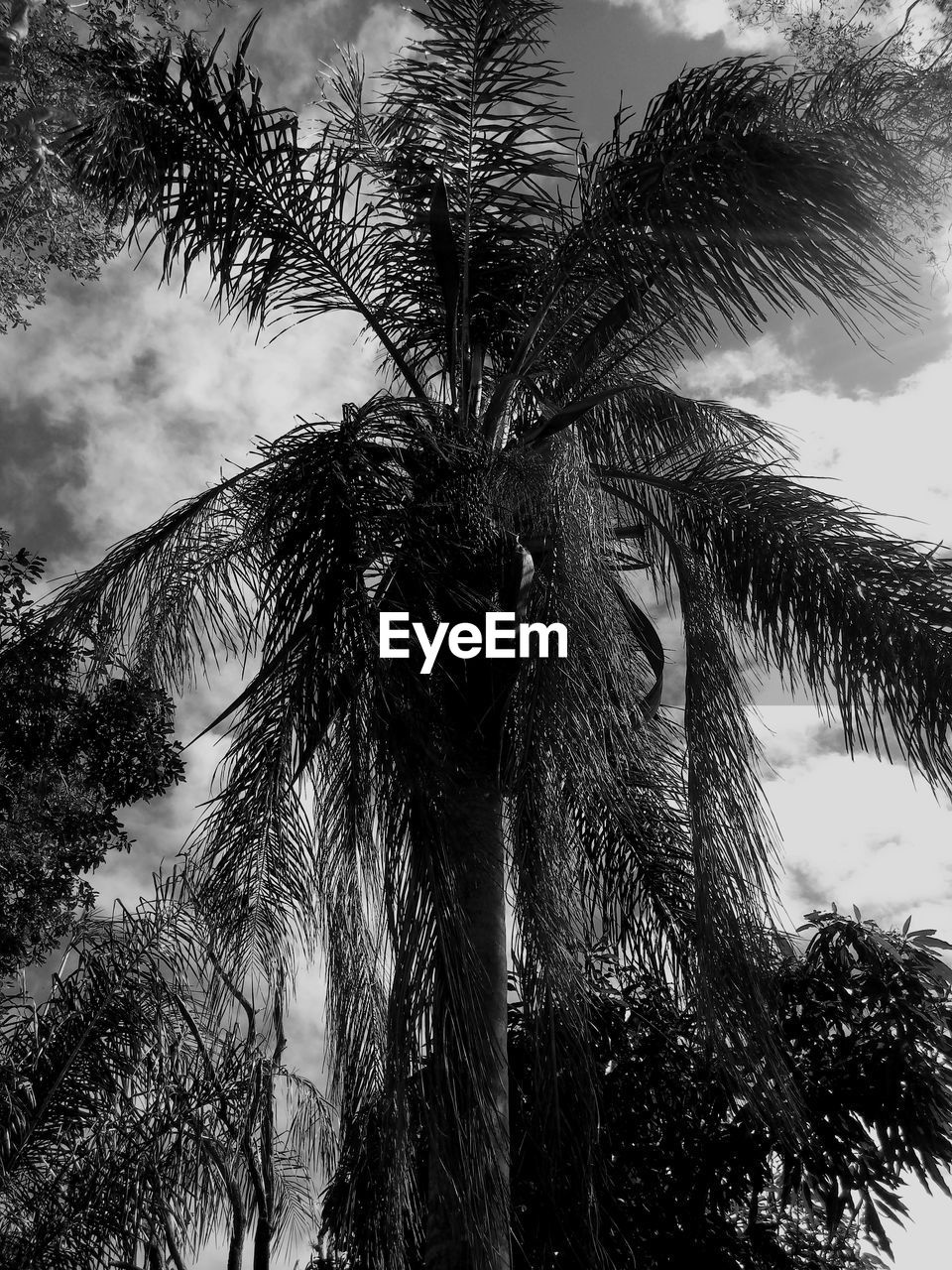 LOW ANGLE VIEW OF COCONUT PALM TREES AGAINST SKY